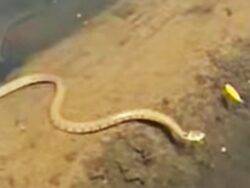 Snake spotted swimming in UK river by shocked onlooker