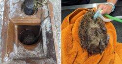 Two hedgehogs rescued after getting trapped facedown in uncovered drains