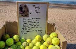 ‘Sleep well ginger prince’ – grieving owner leaves dog’s beloved tennis balls out for people to take