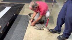 Alligator sneaks into couple’s house through doggy door in middle of the night