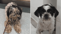 lovely and friendly abandoned shih tzu so matted you couldnt see her face transforms after rescue pf2WLR - WTX News Breaking News, fashion & Culture from around the World - Daily News Briefings -Finance, Business, Politics & Sports News