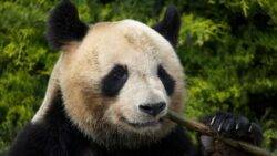 Pandas: China’s secret soft-power weapon amid growing tensions with the West