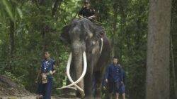 Elephant leaves Sri Lanka and returns to Thailand after diplomatic spat