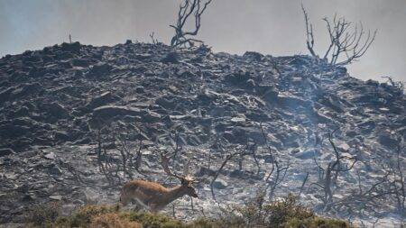 Watch: Aerial shots of devastation from wildfires on Greek island of Rhodes