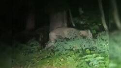 Berlin search for suspected lioness continues 