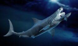 Shock finding turns what we know about megalodon upside down
