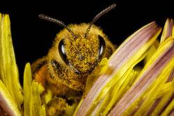 This sugar kills honeybees – but could save millions of human lives
