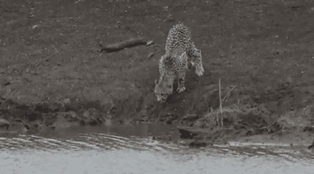 Cheetah cub savagely snatched by crocodile in horrifying moment during safari