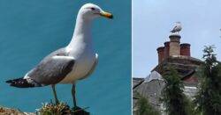 Angry ‘dive-bombing’ seagull is ‘terrorising’ children, dogs and runners