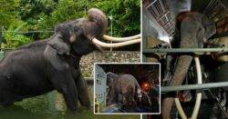Elephant gifted by Thai royal family flown back from Sri Lanka amid claims of abuse