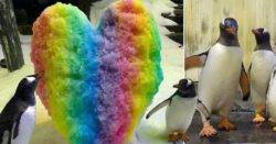 Politician accuses aquarium of ‘making fake gay penguins to brainwash children’
