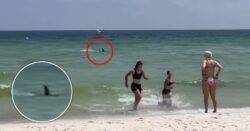 Beachgoers flee in terror after huge shark swim towards them off Florida coast