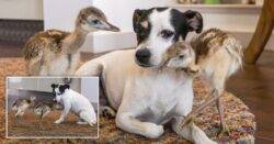 ‘Very maternal’ dog adopts two newborn Rhea chicks: ‘She’s a wee cutie’
