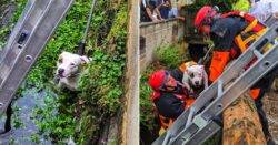 ‘Brave’ dog rescued from culvert after falling eight feet into cold water