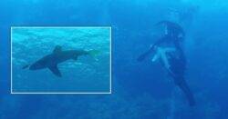 TV show airs shocking shark attack footage involving rare Oceanic Whitetip