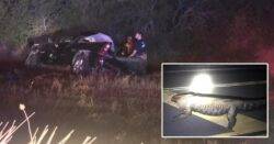 Pregnant woman and unborn baby killed after driving over alligator crossing highway