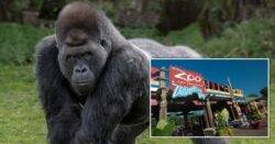 Gorilla zoo thought was male surprises keepers by giving birth