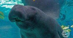 Popular manatee dies after ‘high intensity’ sex with his brother