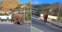 Elephant on the loose after escaping from circus in Italy