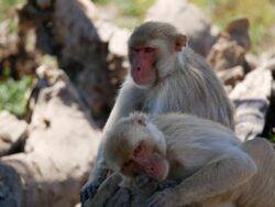 Bisexuality a ‘common’ trait among species of monkeys, finds study