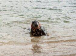 Seal spotted with frisbee stuck around its neck in UK harbour