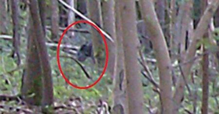 Big cat enthusiasts claim they have ‘proof’ predator is roaming in the UK