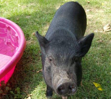 Runaway potbellied pig called Mr BaconBits leads police on a wild chase