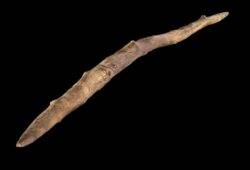 This is much more than just a big stick – it reveals secrets about our ancestors
