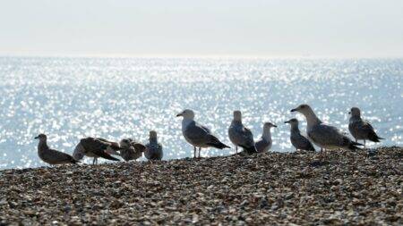 Water company blames seagull poo and old sewers for sea pollution