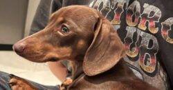 Dachshund named Twiglet stolen by hammer-wielding thief reunited with owner