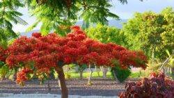 Aggressive species or essential shade? Groups clash over culling of San Sebastien’s flame trees