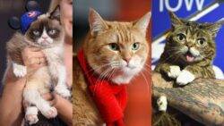 Culture Re-View: Meet the cats who had their meowment online