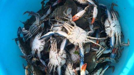 If you can’t beat them, eat them? Italy divided over response to giant blue crab invasion