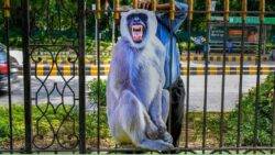 G20: Delhi tries to scare monkeys away from summit