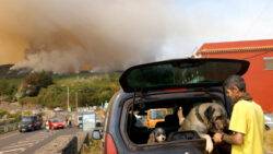 Tenerife wildfire ‘most complex’ to hit Spain’s Canary Islands in 40 years