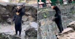 Bear seen waving at visitors just after zoo denies it’s a human in costume