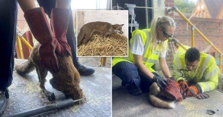 Fox rescued in three-hour mission after getting head stuck in a hole