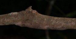 Can you see her? New gecko species hides in plain sight for decades