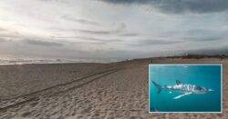 Shark attacks man while he was relaxing in shallow sea water in Spain