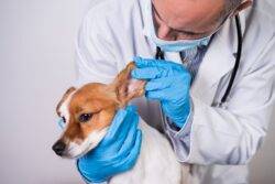 Deadly drug-resistant fungus found in dogs ‘could jump to humans’