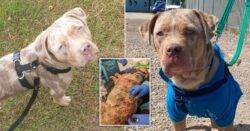 Dog called Goose had oatmeal baths and sunbathing sessions to treat ‘awful’ sores and scabs