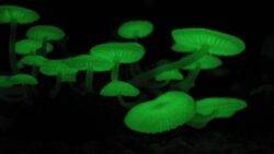 ‘Magic’ mushrooms set forest aglow in mesmerising display