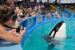 Killer whale dies at Miami Seaquarium after more than 50 years in captivity