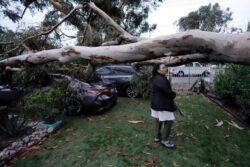 Storm Hilary uproots trees in California as it takes aim at Nevada