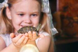 Tiny pets cause hospitalizations across US: ‘Don’t kiss or snuggle your turtle’