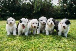 A star is born: Famous Dulux dog gives birth to seven adorable Old English Sheepdog puppies
