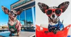 Rescue dog with huge ears now living best stylish life – after a rough start