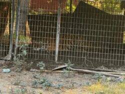 Cops seize huge tiger kept in outdoor enclosure at a home