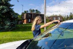 Drivers warned to close car windows as 5,000,000 bees fall off lorry