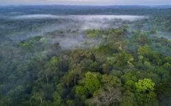 Tropical forests ‘switched off’ during hottest year on record